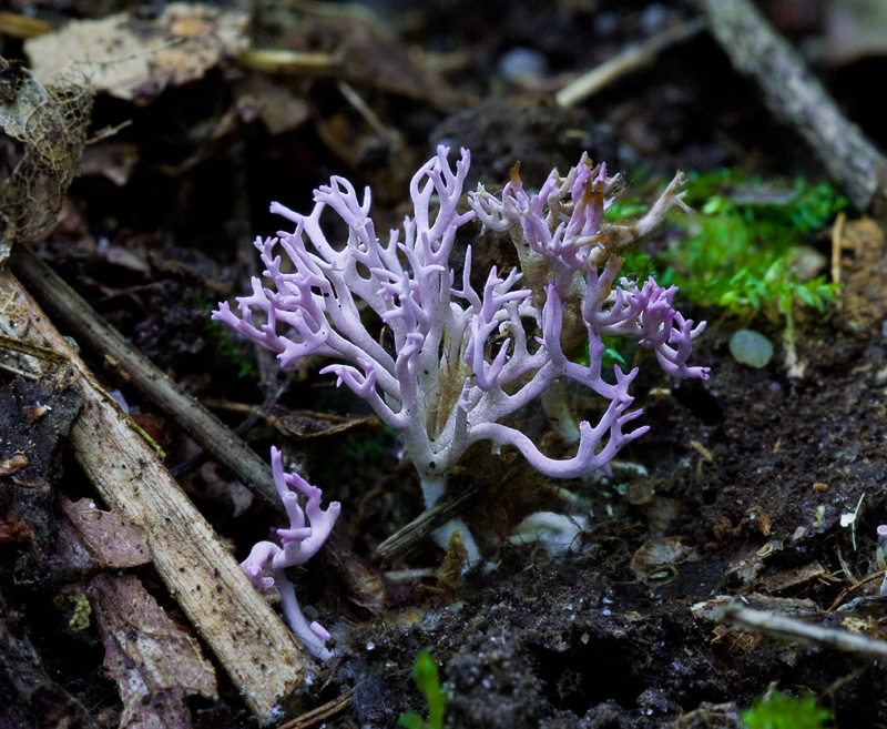 Ramariopsis pulchella